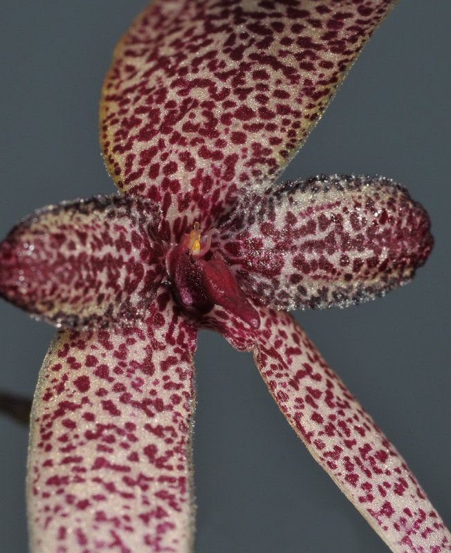 Bulbophyllum elasoglossum. Close-up.