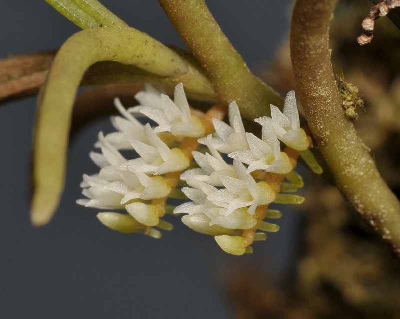 Campylocentrum sellowii. Close-up.