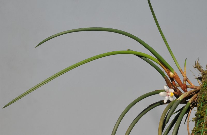 Ceratostylis incognita.