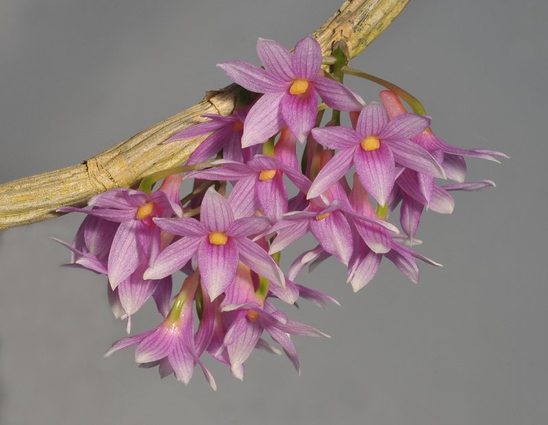 Dendrobium goldschmidtianum. Closer.