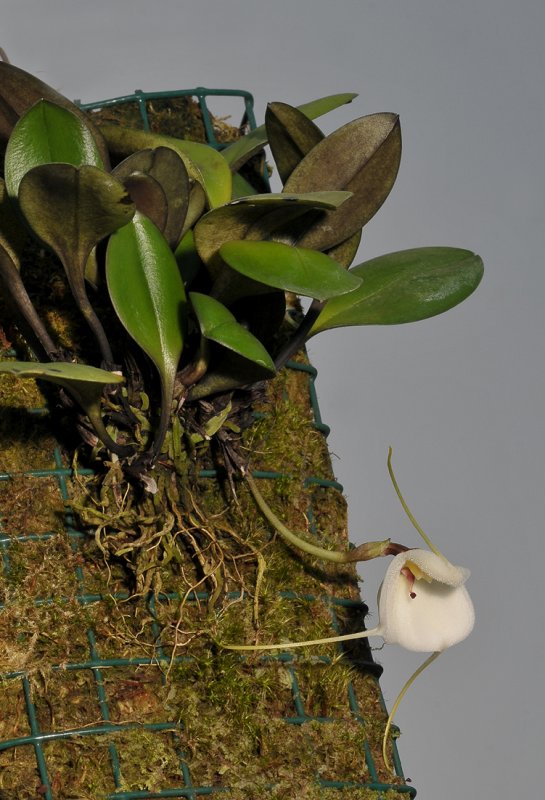 Masdevallia andreettana.
