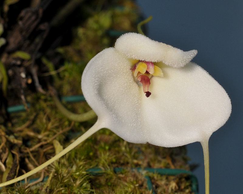 Masdevallia andreettana. Close-up.