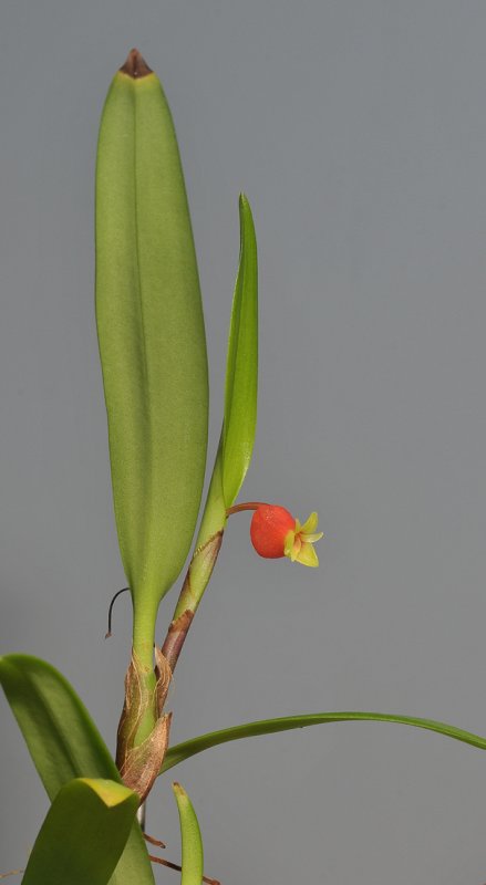 Mediocalcar versteegii subsp. intermedium.