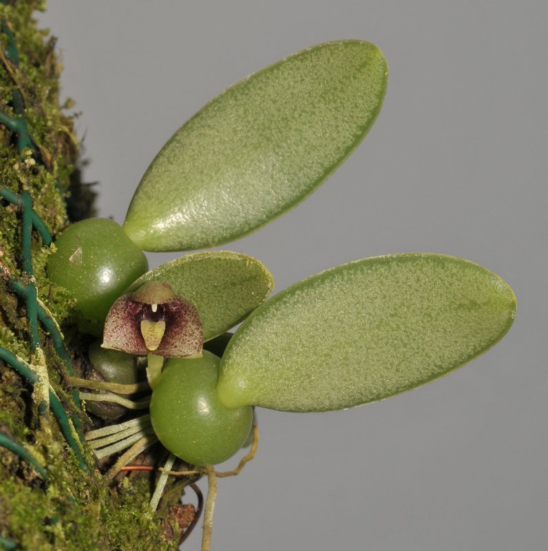 Trias sp.