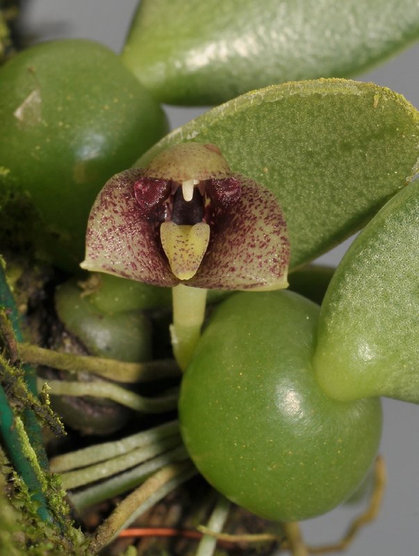 Trias sp. Close-up.