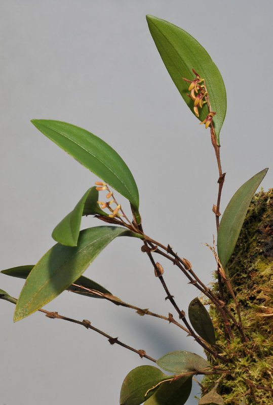 Trichosalpinx blaisdellii.