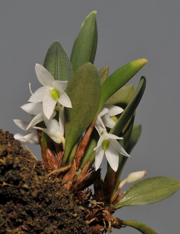 Ceratostylis eriaeoides.