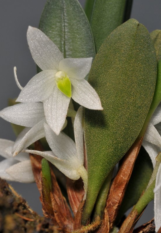 Ceratostylis eriaeoides. Closer.