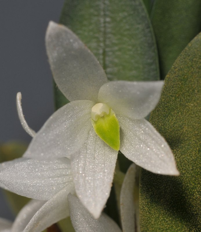 Ceratostylis eriaeoides. Close-up.