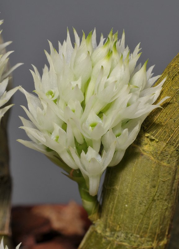 Dendrobium capituliflorum. Closer.