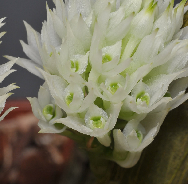 Dendrobium capituliflorum. Close-up.