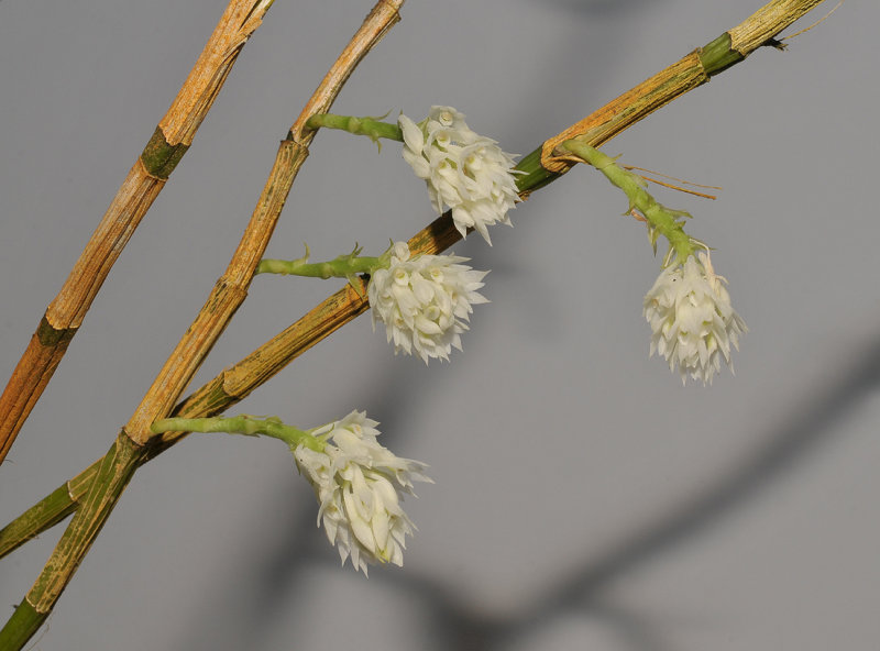 Dendrobium molle.