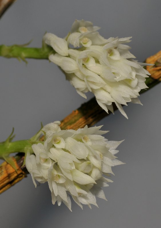 Dendrobium molle. Closer.