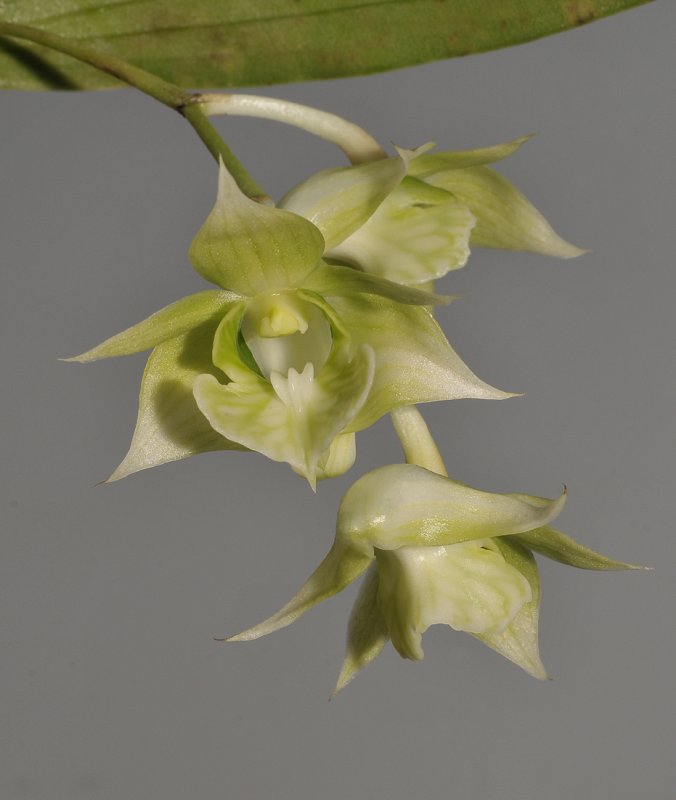 Dendrobium punamense.