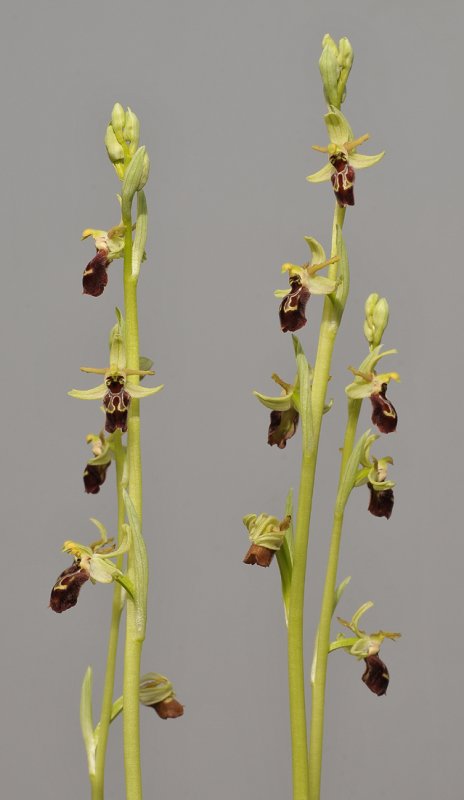 Ophrys spheghodes subsp sphegodes. (O. cephalonica). Closer.