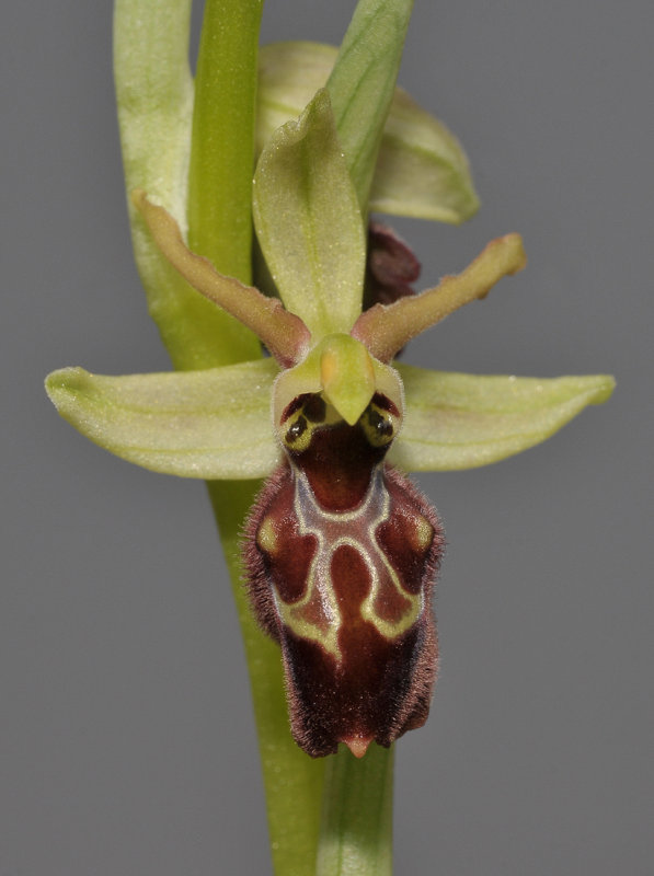 Ophrys spheghodes subsp sphegodes. (O. cephalonica). Close-up front.