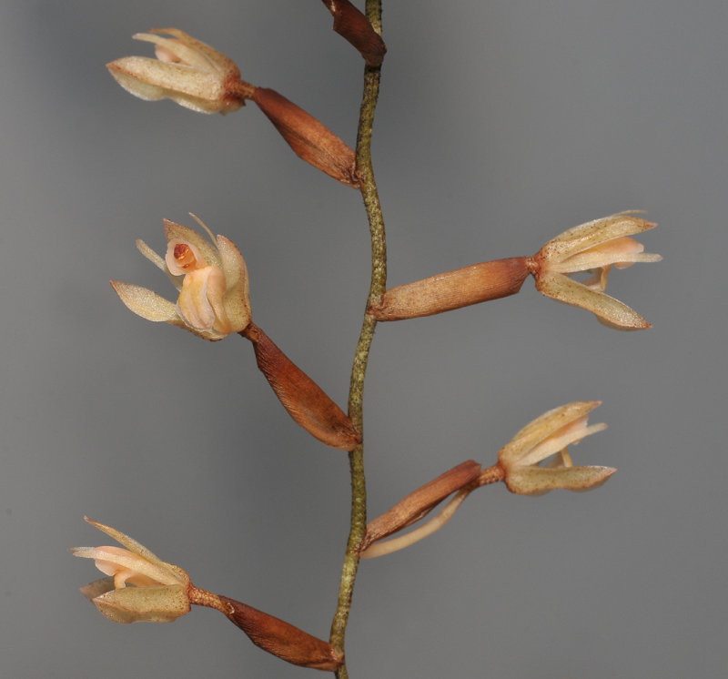 Coelogyne genuflexa. Closer.