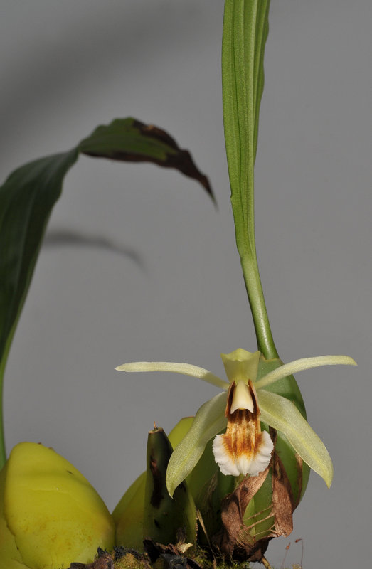 Coelogyne tommii.