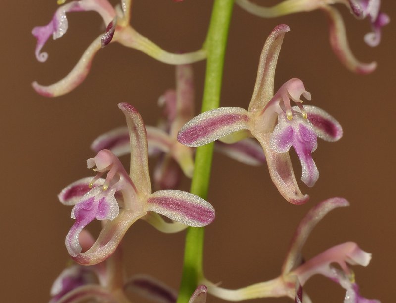 Acriopsis liliifolia. Closer.