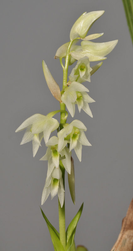 Coelogyne bicamerata. Closer.