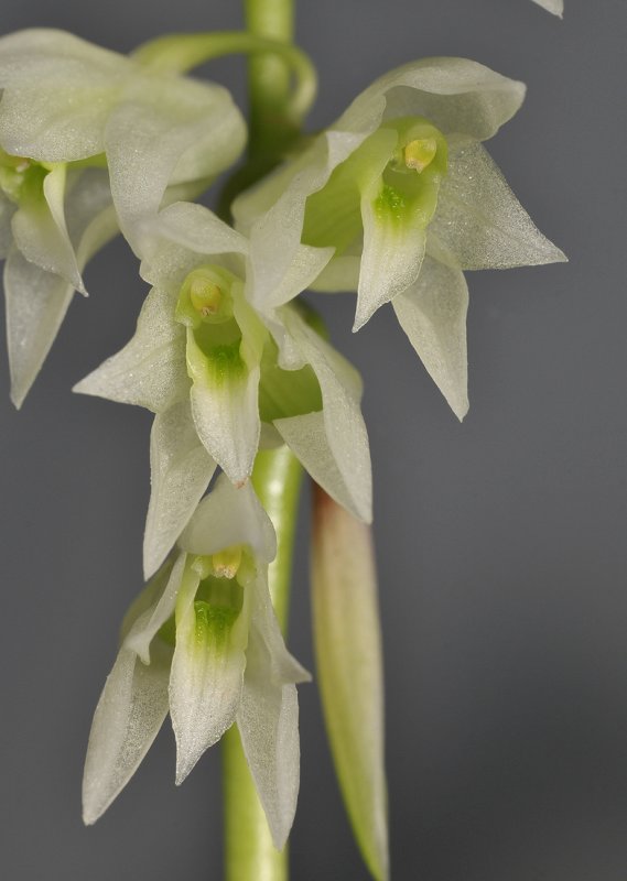 Coelogyne bicamerata. Close-up.