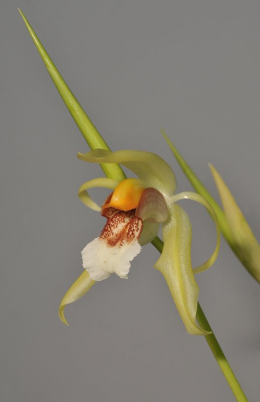 Coelogyne rumphii. Closer.