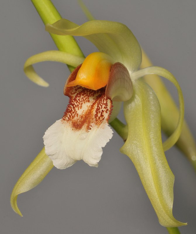 Coelogyne rumphii. Close-up.