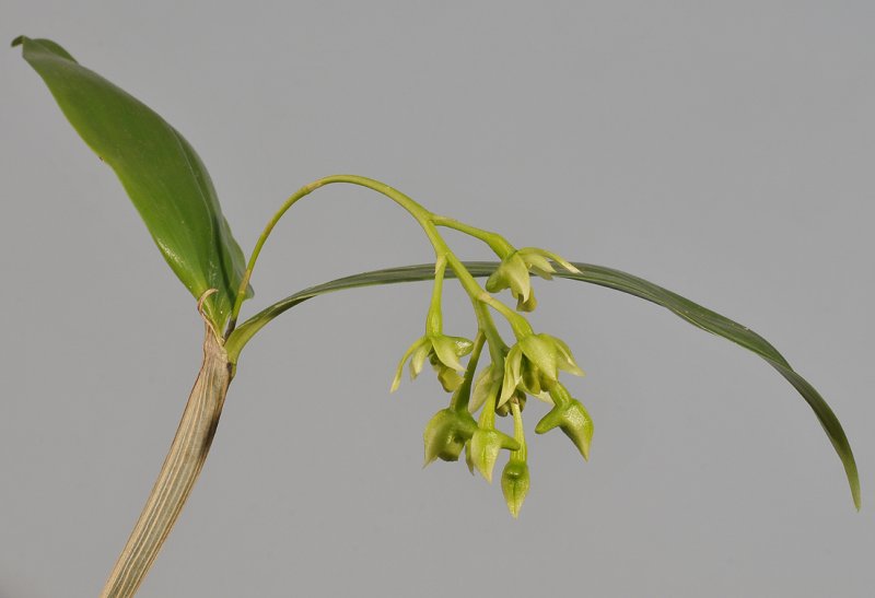 Dendrobium crassilabium. Closer.