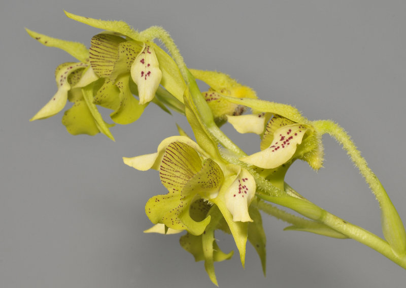 Dendrobium macrophyllum (var. veitchianum). Side.