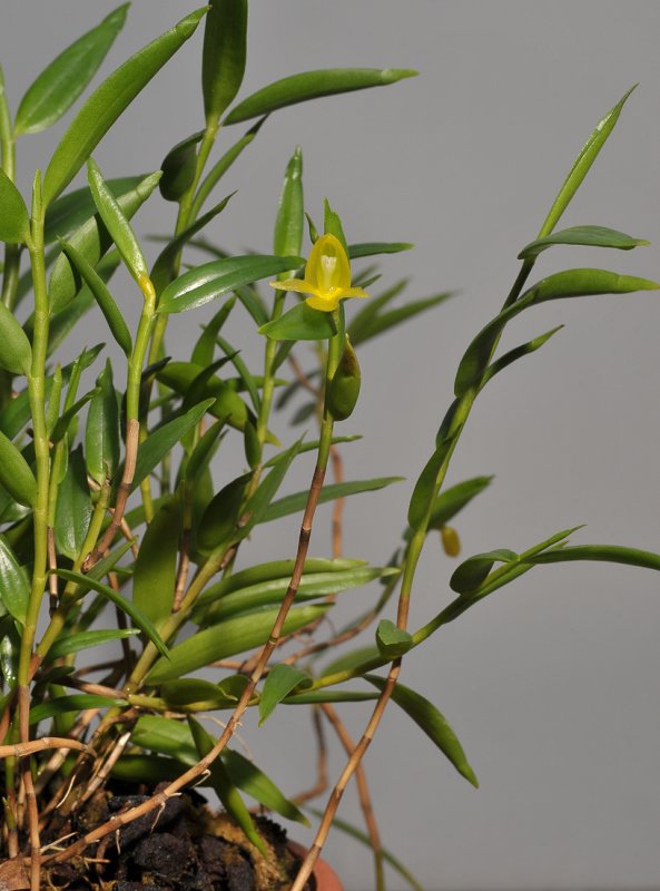 Aglossorrhyncha lucida