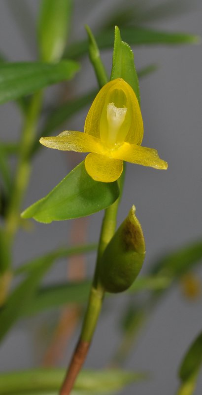 Aglossorrhyncha lucida. Closer.