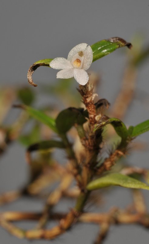 Glomera inconspicua.