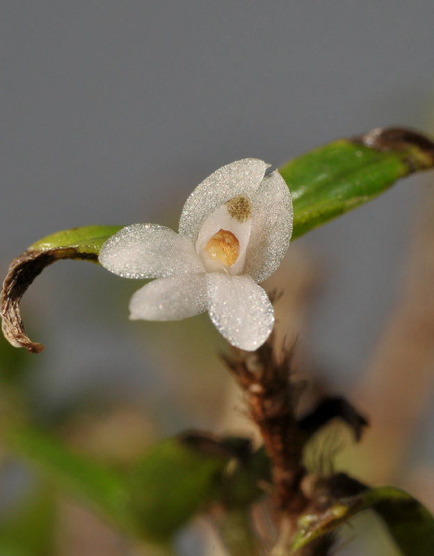 Glomera inconspicua. Close-up.