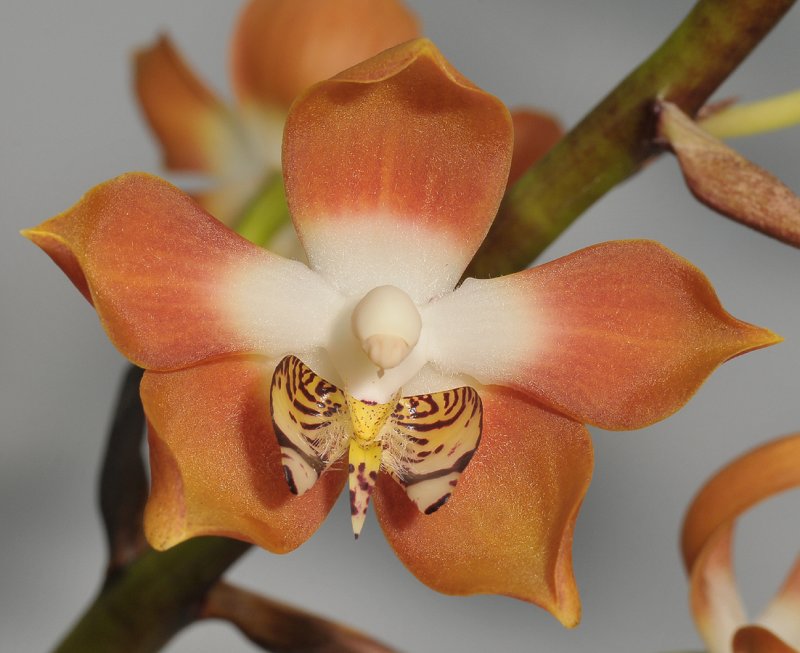 Neomoorea wallisii. Close-up.
