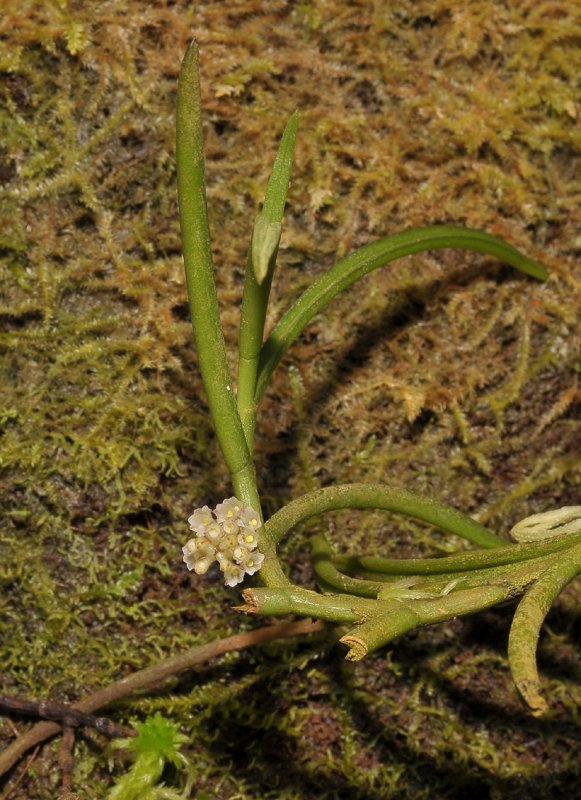 Schoenorchis sp. nov.
