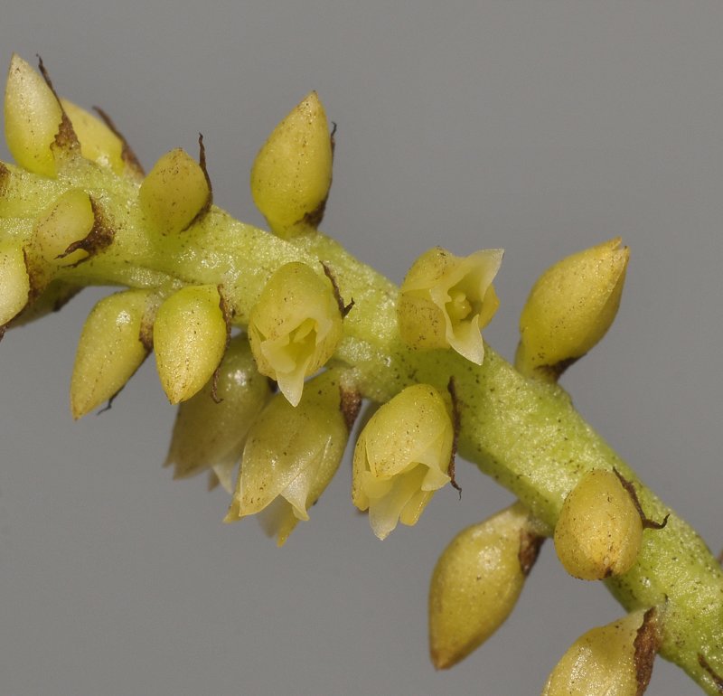 Thelasis sp. Close-up.