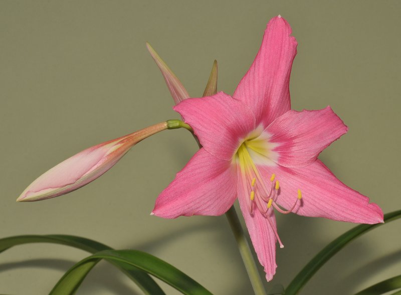 Hippeastrum puniceum var. haywardii. Closer.