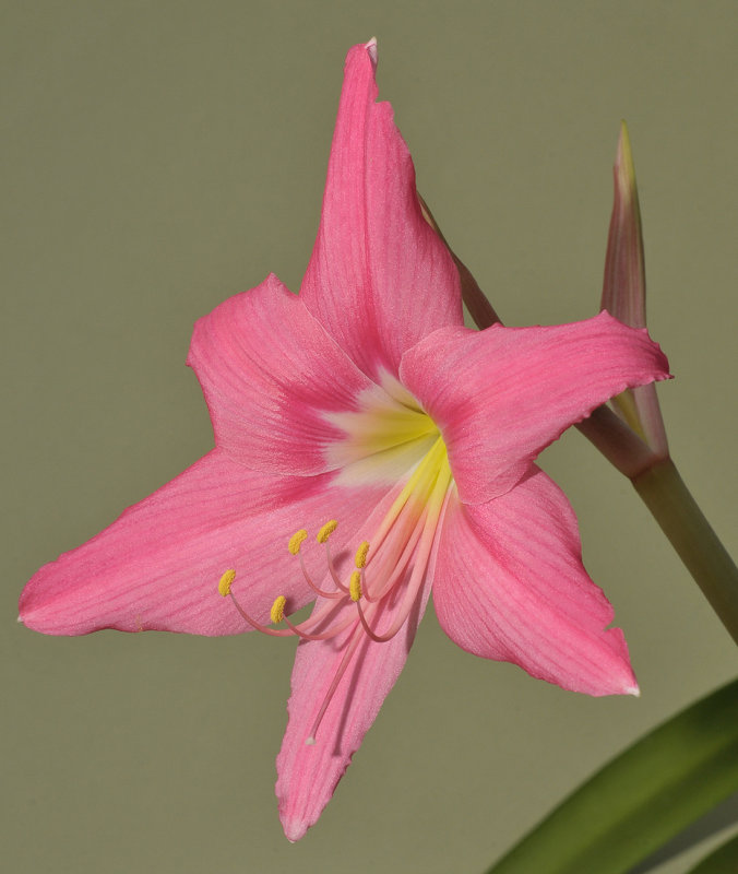 Hippeastrum puniceum var. haywardii. Close-up.