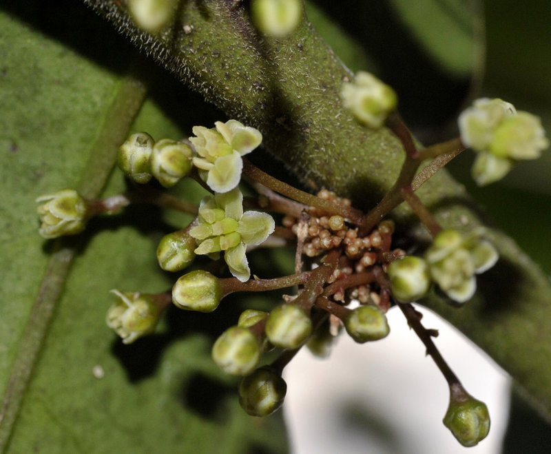 Amborella trichopoda. Close-up.