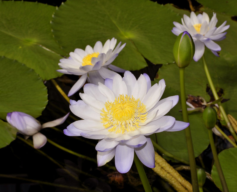 Nymphaea gigantea.