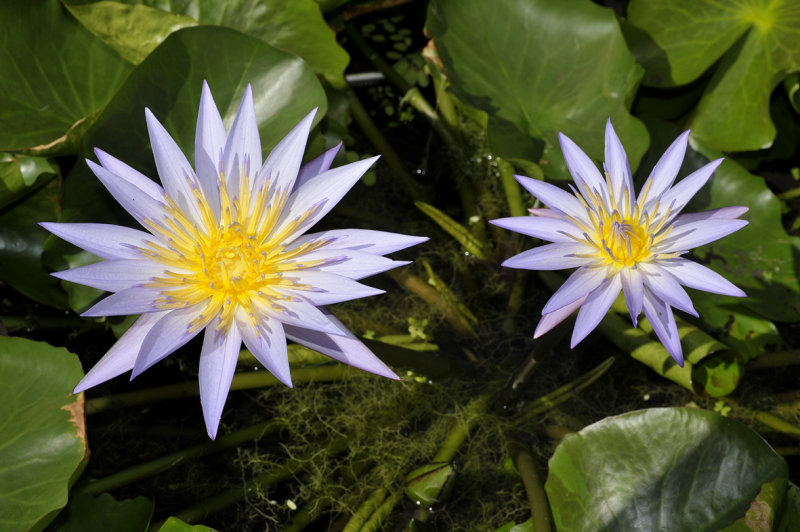 Nymphaea heudelotii. Closer. BONN 14244-1-1996.