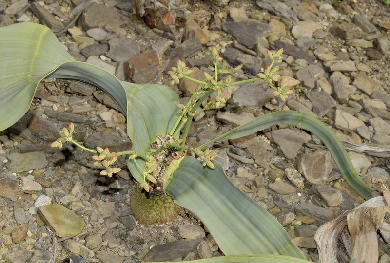 Welwitschia mirabilis male.