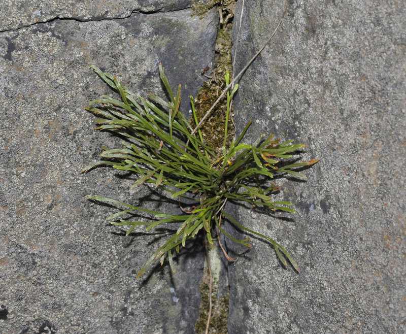 Asplenium septentrionale.