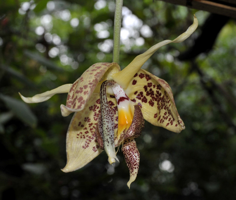 Embreea herrenhusana.