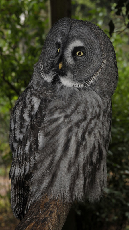 Strix nebulosa.