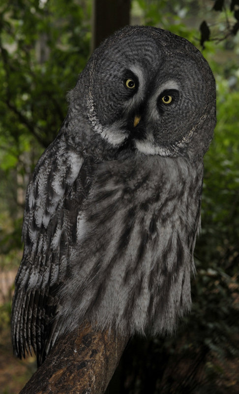 Strix nebulosa.