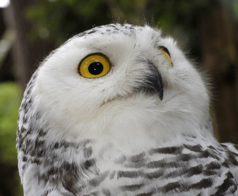 Bubo scandiacus.