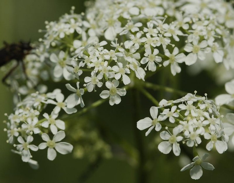 Anthriscus sylvestris.