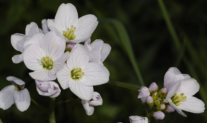 Cardamine pratensis.