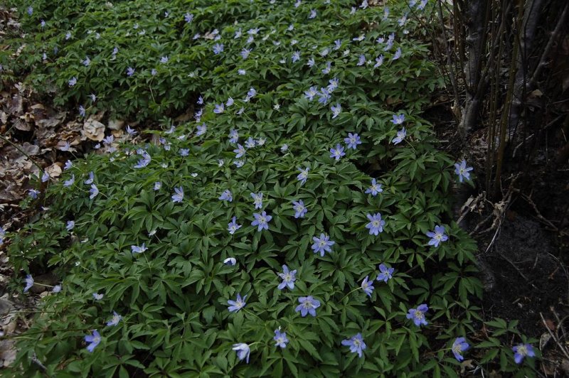 Anemone nemorosa. Blue form.
